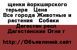 щенки йоркширского терьера › Цена ­ 20 000 - Все города Животные и растения » Собаки   . Дагестан респ.,Дагестанские Огни г.